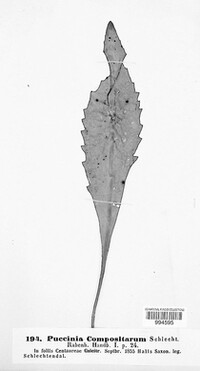 Puccinia compositarum image